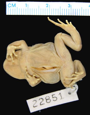 Media type: image; Herpetology A-22851